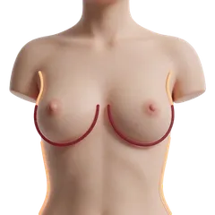 Petite Torso Disproportion