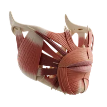 Buccinator Muscle Adhesion