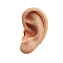 Lower Lobe Border