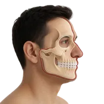 Chin Anterior Projection