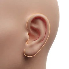 Absence of Antihelical Fold
