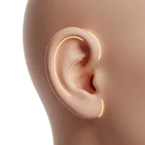 Antihelical Cartilage Fold