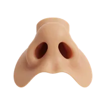 Alar Base & Nostrils