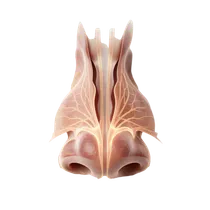 Internal Septal Airway